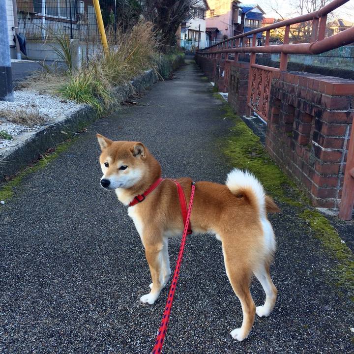 9e369b4f 492c 4bc2 bdfe 50f8379265fb