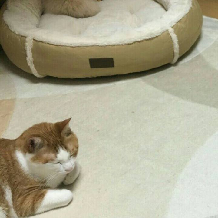 9e4a9cac c741 4833 b0d2 38d79f737208