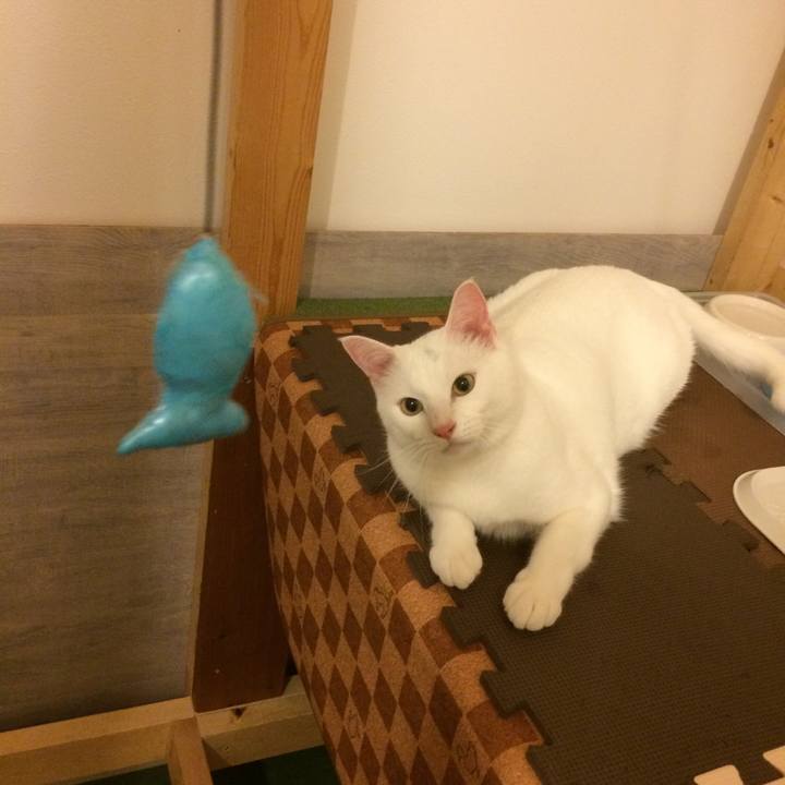 9e4fabb5 c44b 4e7d 93f7 2289c62f752e