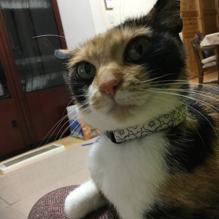 9e606178 fe78 4ccc a6fa e0211667e6ba