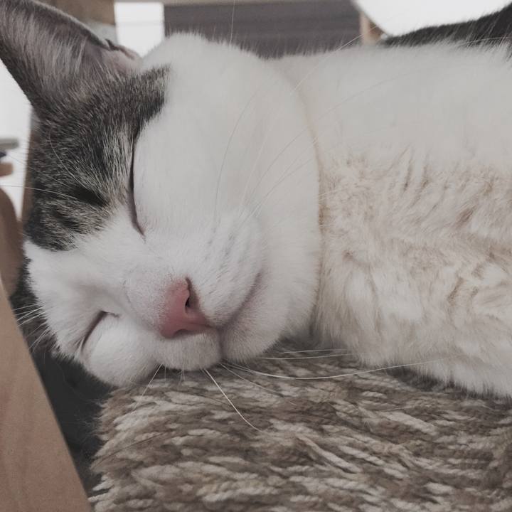 9e729ec4 502f 4eb2 861c 8cd64e32f424