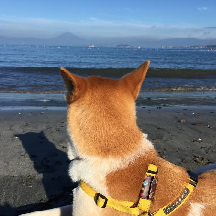 9e733dd7 f568 4f60 8fc0 a86c4240d833