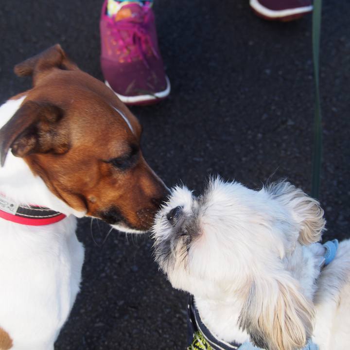 9e85e068 37bd 415e bb4e c82626f79a20