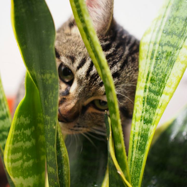 9e8c4ab7 7204 4ff9 a134 5a1354d22e17