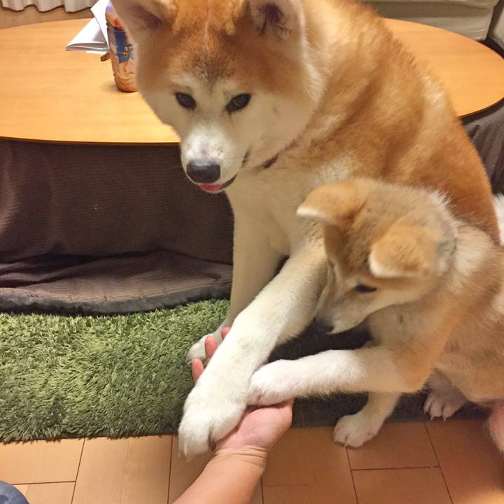 9e8dad55 caab 4115 86b9 28243251144d