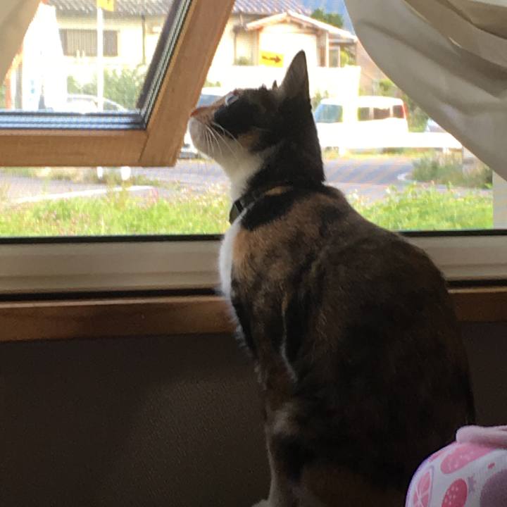 9e910b1b 2b61 4338 bab2 70d90c4febb6