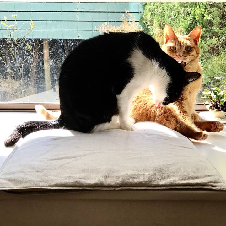 9e94023e 8654 4ba0 bfde ebb7747c05aa