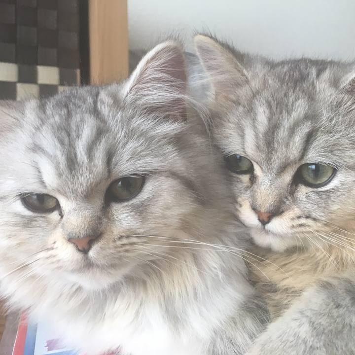 9e946800 c714 4620 aa12 dda418ef77a4