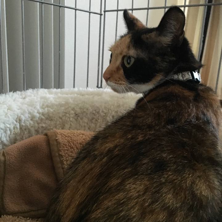 9e9cc2b7 3f3c 4fa4 b6c3 12e8789d2679