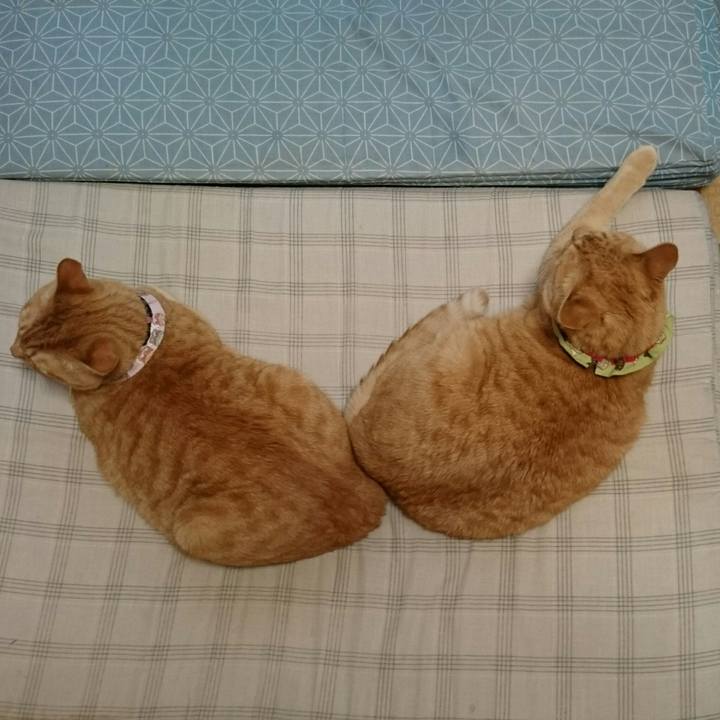 9ea3ea6a f9b3 457a b594 8f17c46c57c3