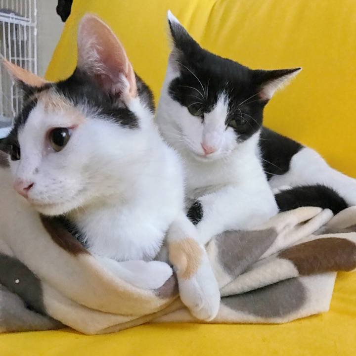 9ea8f03b 423c 4017 bf58 02d30727d210