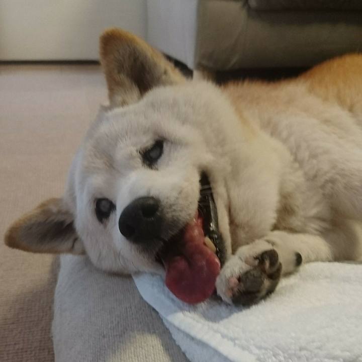 9ed4914a d683 4a4b abcf 65bb7ec38c62