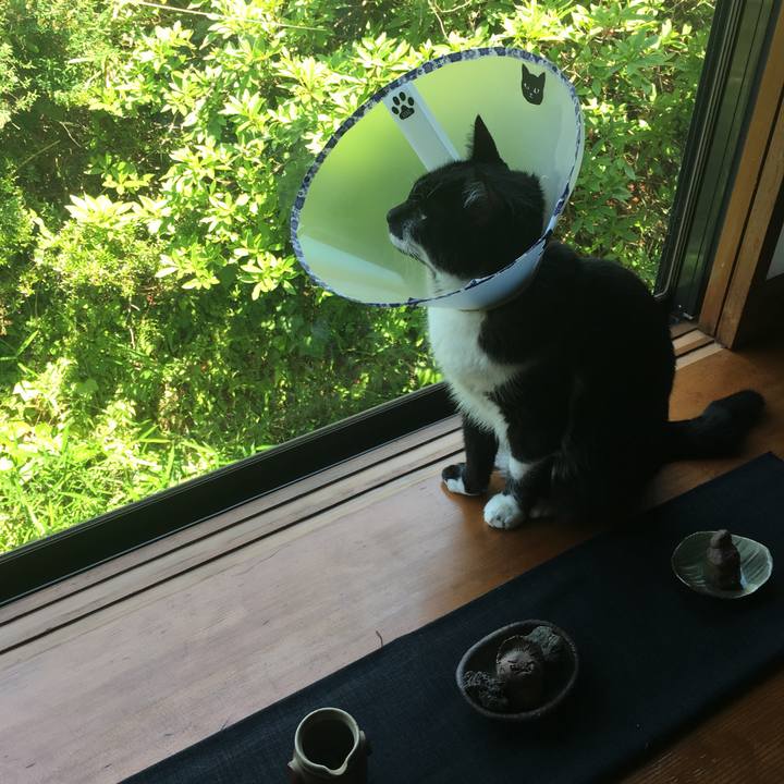 9ee2311f c24d 436d 9466 a2fe867cb81d