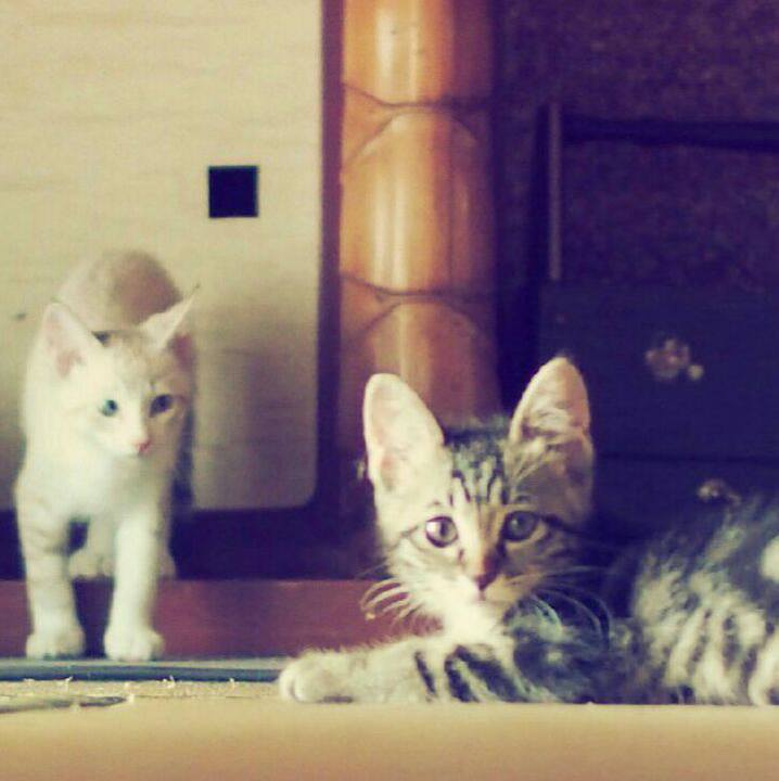 9ef66225 c3b5 4f87 bc0d 1de7f0e8301b