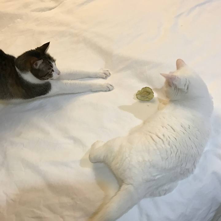 9f022253 5c0f 4295 b1ea 243a0acf177e