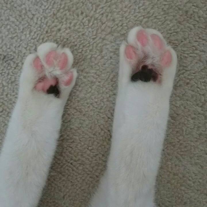 9f086441 c94d 46da 9fef 3eb665756939