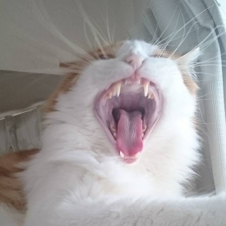 9f2077a6 53bd 4918 8fa5 a3b784776852