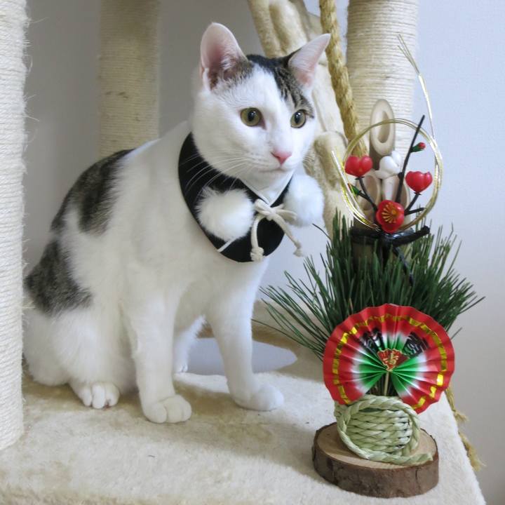 9f207a58 541a 435b 8753 40153430a7ff