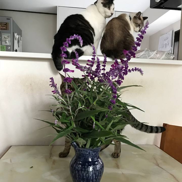 9f270be8 1b44 4c2e 86b3 dc7aefea30a1