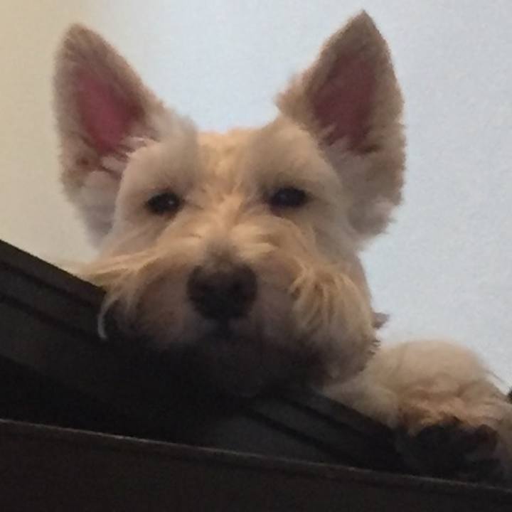 9f2985f5 fe0e 47cf b7cb 4cf8385d3fc1