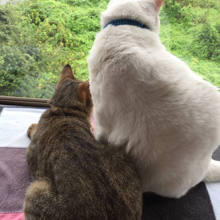 9f43cdac 443d 41bf bc0e ffe673b3bea2