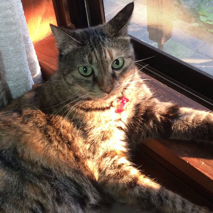 9f49a4f1 94cb 46c4 93a0 bc6500942d0f