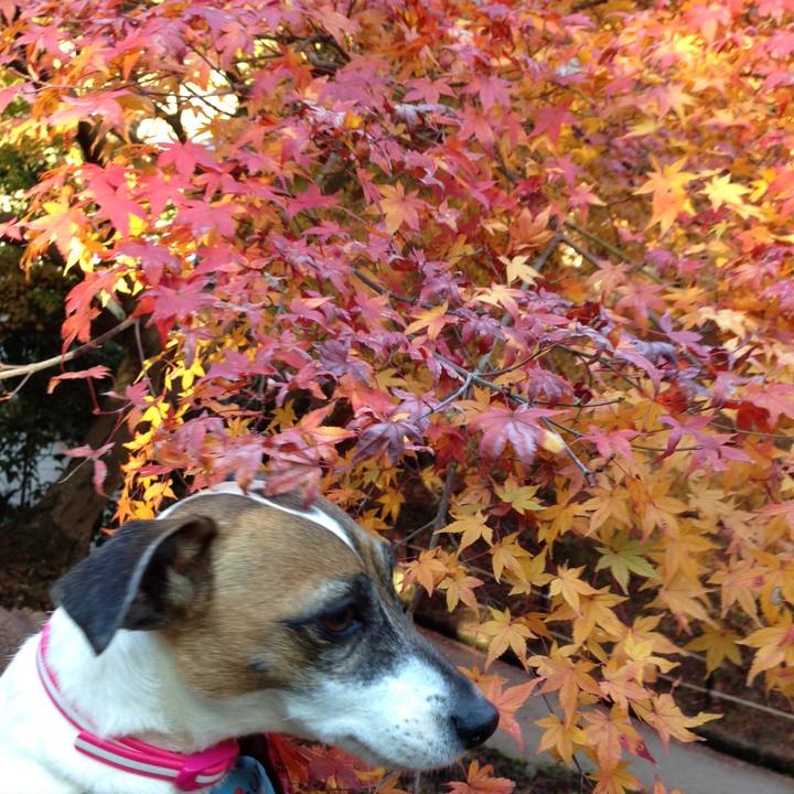 9f5f483e a220 4374 917f 57a2f269b1c1