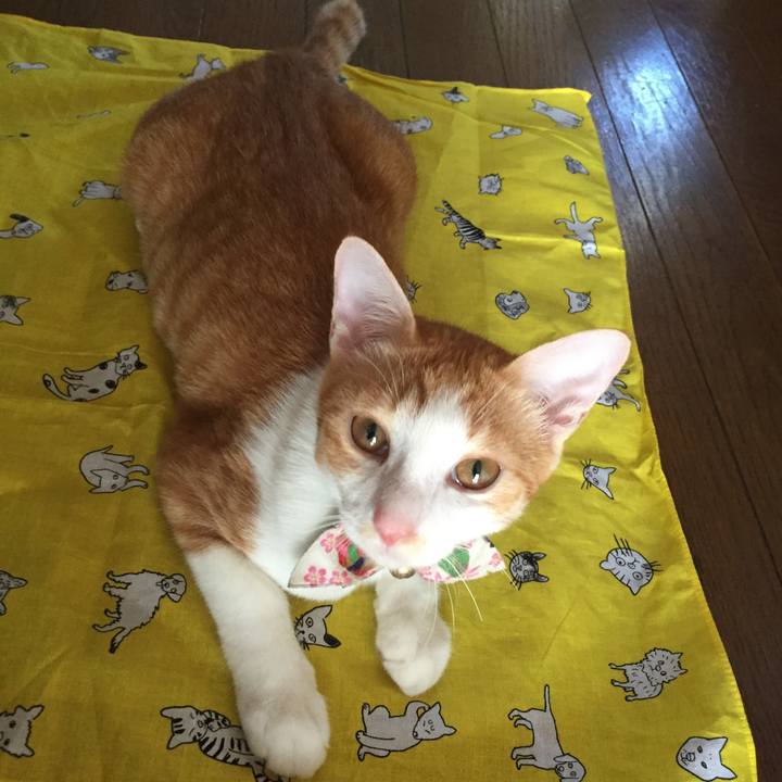 9f6d6d6a 4fd2 4df2 ba46 25651c77db7b