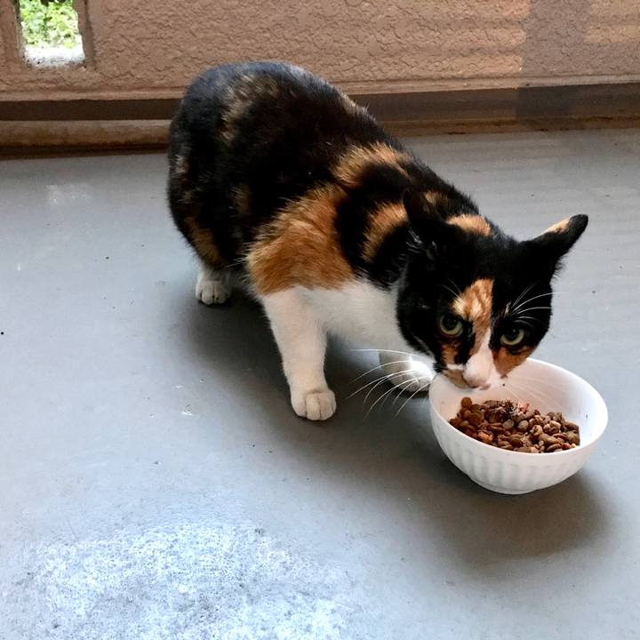 9f784e6a f952 499a 84fd c37c5a57e0c6