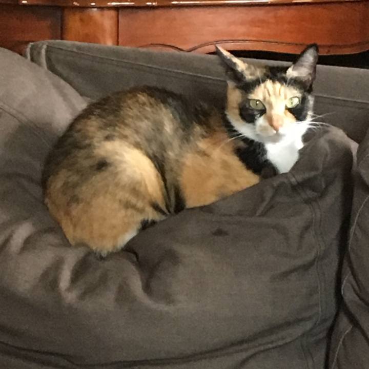 9f8fdaaa 4d9d 4730 8d18 e45c06d6e2ac