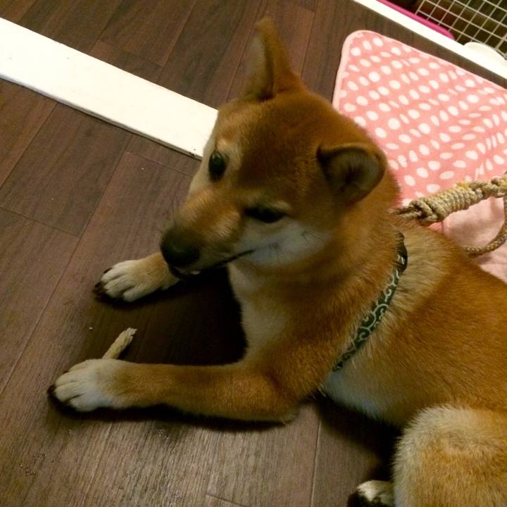 9f9b8c8d b0fa 4ec0 8e4f 953459556a42