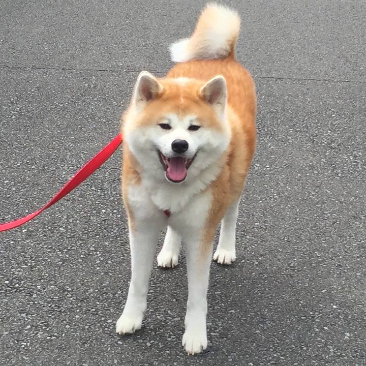 9fab2d2a e918 494b aa07 ae8340717766