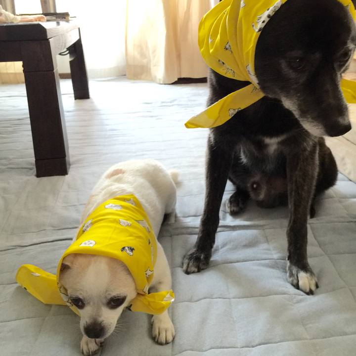 9fcc6699 52cf 4471 aee6 619113990a23