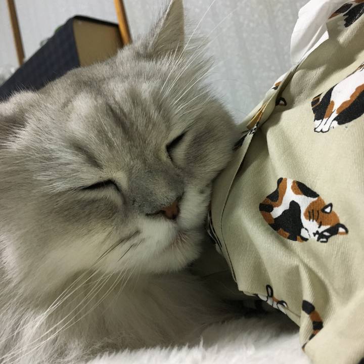 9fcd8c87 a7d0 4df0 81cc 513c1a0e8e25