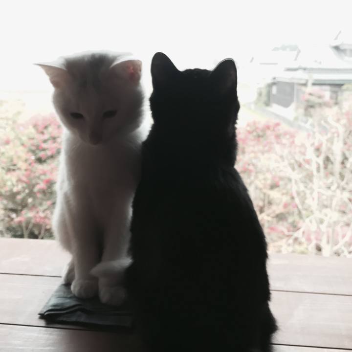 9fd22cb1 4bbf 492b 81d1 49526f9d774d