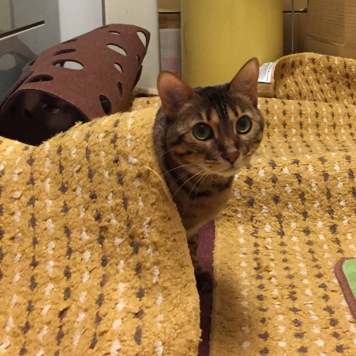 9fd9c0c0 15ae 4ffd 876e d06f60183ed4