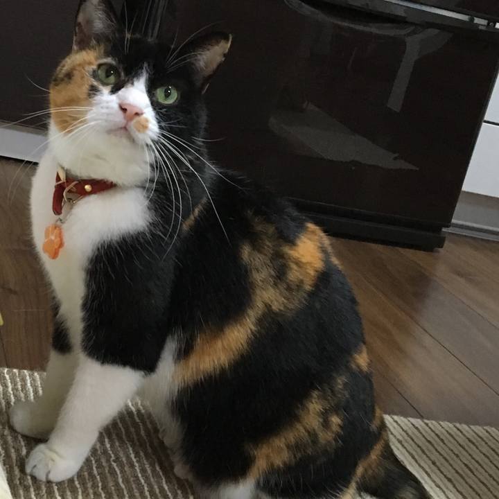 9fdcea6e 0a1c 420d 9875 03c567643ce6