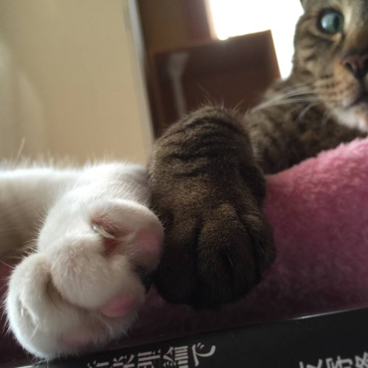 9fe01a1c 8a09 4403 9fd1 6f780790f737