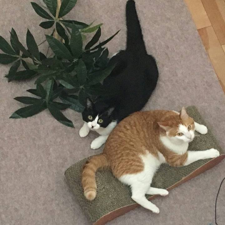 9fe27ce9 e315 4241 be38 0e2170b0035b