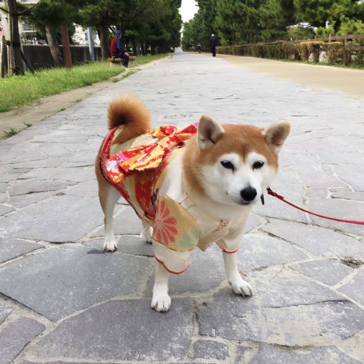 9ffa2ab6 3181 4318 bbdf f79afada8255