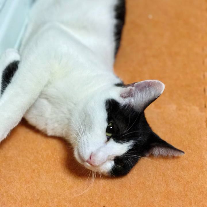 9ffea89f 886a 4db9 98aa ffcf9733313e