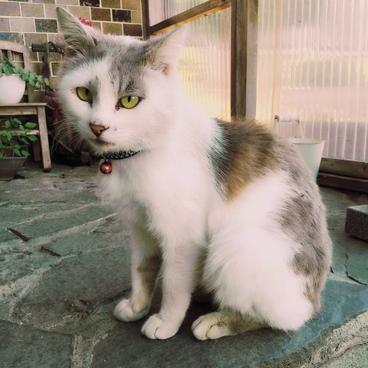 A004eb74 c83f 4086 a5c7 bf718de34f86