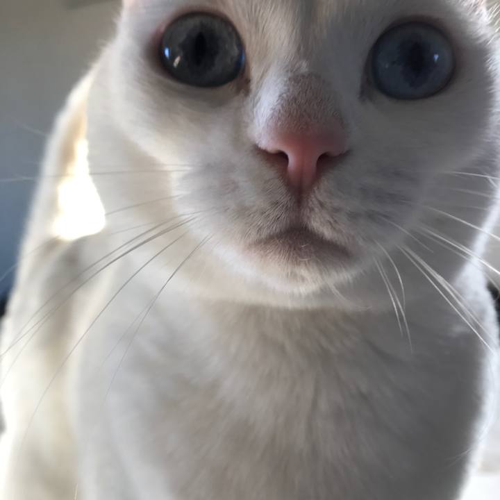 A007e184 ef85 4ed7 8b16 231ca23b7ca0