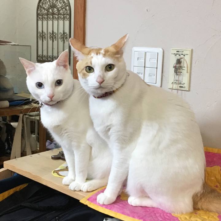 A00be809 403f 47fd a9d6 1a0086219a3f