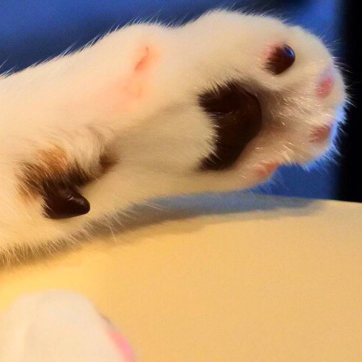 A00f0c56 6b34 4732 bee9 dfcc0ed9b28e