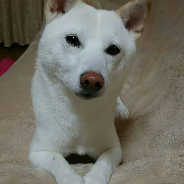 A030bfa6 8327 4c85 9f2d 958080d83c5c