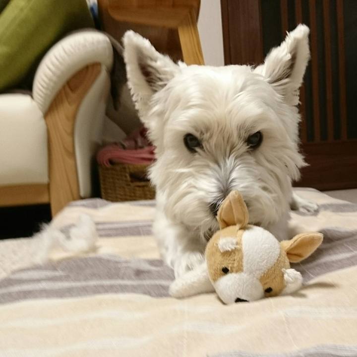 A0355de9 19a8 423c 813c 804861aaeddb