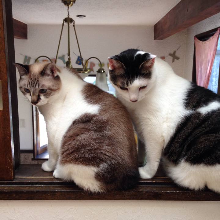 A043cde2 c922 4020 83b7 12adea350ce4