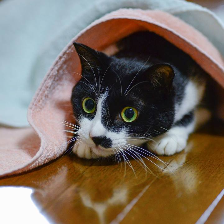 A04bc246 f4de 4882 bda2 c73bf3dbdd70