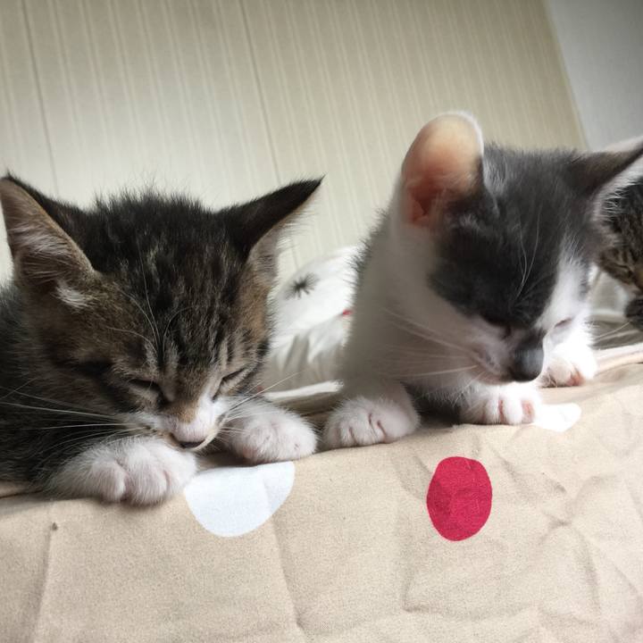 A05e8866 0342 4a9f a7fd 224bfd9392a3